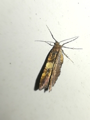 Earophila badiata