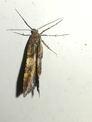 Earophila badiata