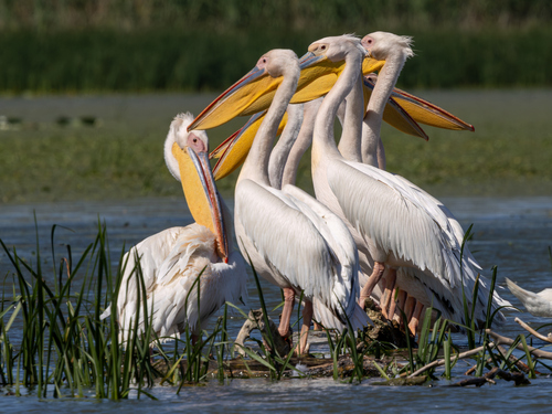 iNaturalist: (c) Attila Steiner, some rights reserved (CC BY-NC), uploaded by Attila Steiner iNaturalist image