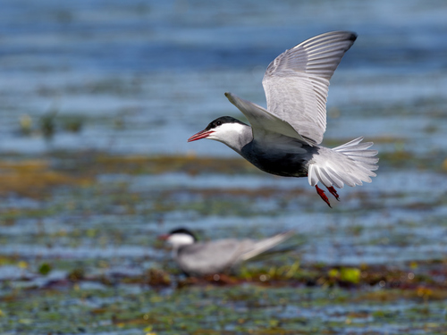 iNaturalist image