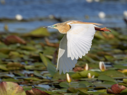 iNaturalist image