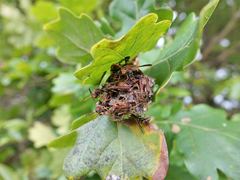 Polistes humilis humilis