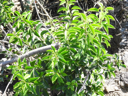 milky mangrove
