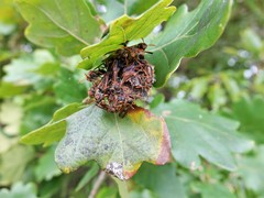 Polistes humilis humilis