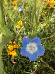 Nemophila