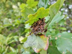Polistes humilis humilis
