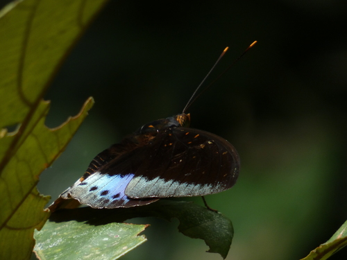Common Archduke photo 4