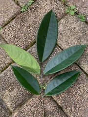 Rourea surinamensis