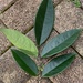 Rourea surinamensis - Photo (c) sloanheartsill, algunos derechos reservados (CC BY-NC), subido por sloanheartsill