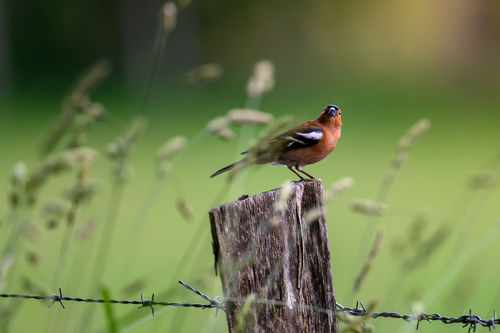 Common Chaffinch