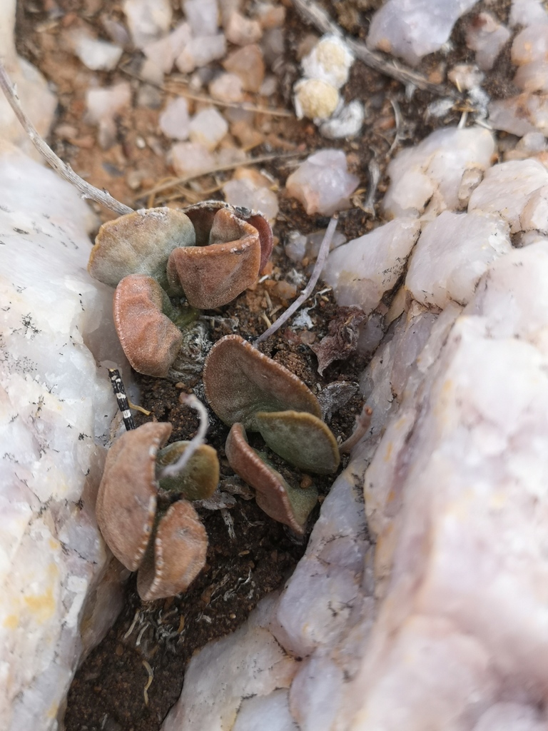 Adromischus marianiae, Namakwa, ZA-NC, ZA