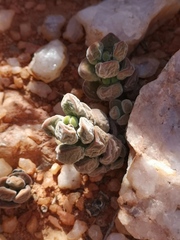 Crassula sericea sericea