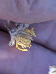 Geraea canescens