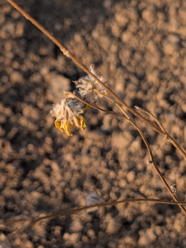 Geraea canescens, photograph 4