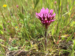 Pedicularideae
