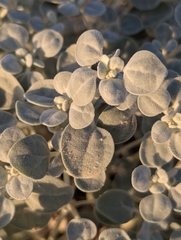 Tidestromia suffruticosa, photograph (c) Corin, some rights reserved (CC BY)