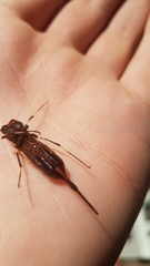 Urocerus californicus