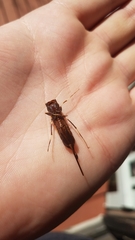 Urocerus californicus