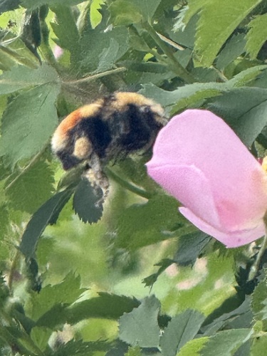 Hunt's Bumble Bee