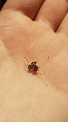 Urocerus californicus