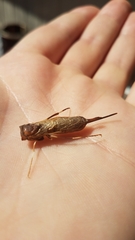 Urocerus californicus