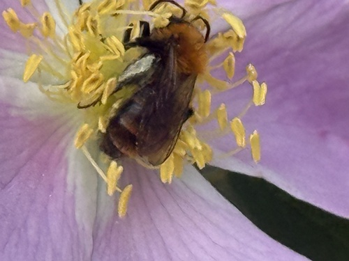 Milwaukee Mining Bee