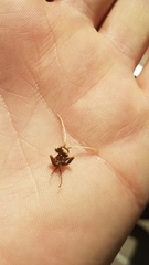 Urocerus californicus