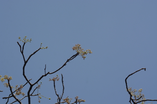 Garuga pinnata, photograph 4