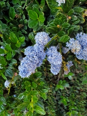 Ceanothus griseus