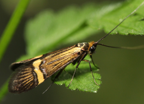 Yellow-barred Longhorn photo 6