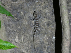 Cyrtodactylus consobrinus