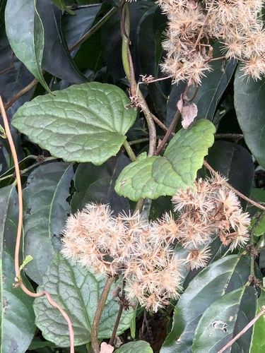 Mikania fragilis