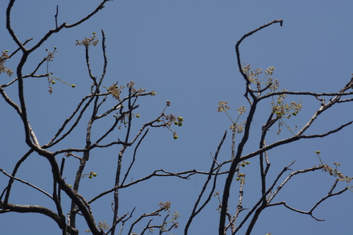 Garuga pinnata, photograph 5