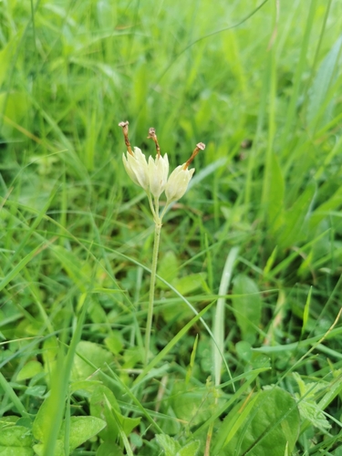 Cowslip