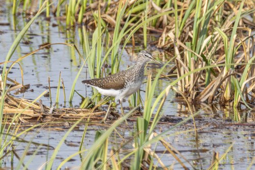 iNaturalist image