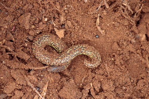 Checkerboard Worm Lizard