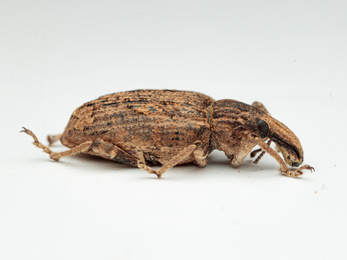 Rhytideres plicatus