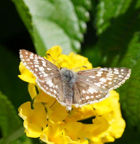 Common Checkered-Skipper