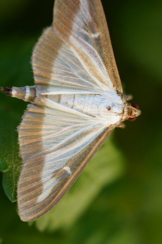Box Tree Moth