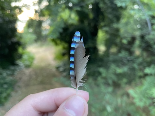 Greek Jay