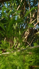 Asparagus tenuifolius