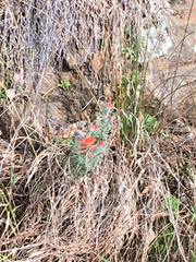Castilleja foliolosa