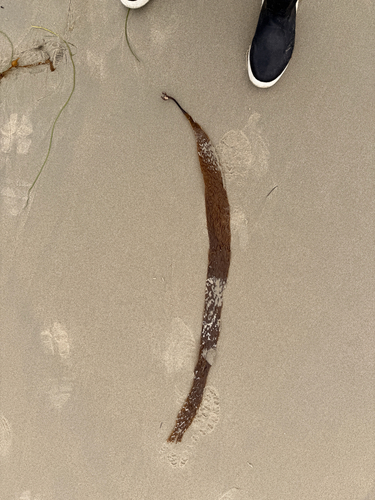 Laminaria farlowii, 2026-06-03