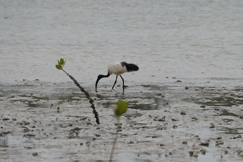 iNaturalist image