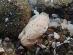 Cycloxanthops novemdentatus