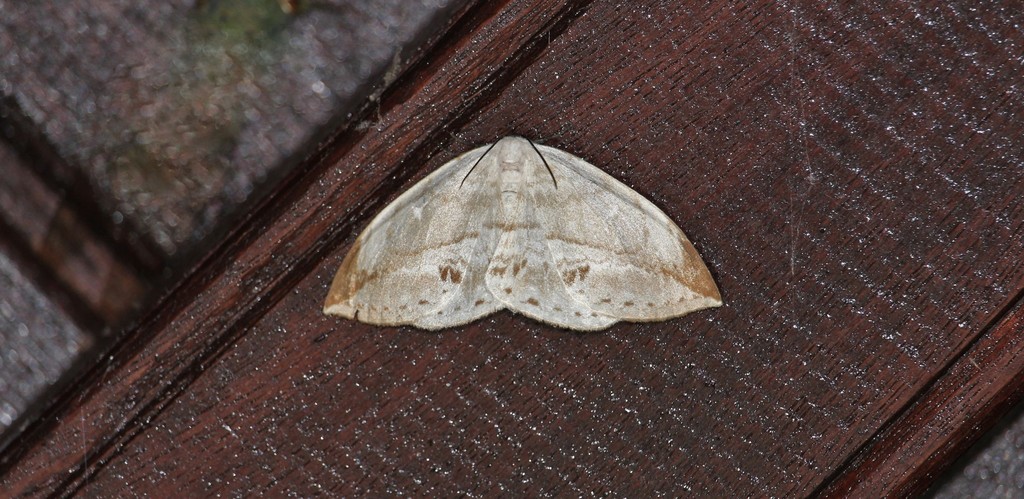 Cyclidia javana