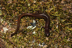 Eurycea multiplicata