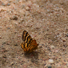 Epelis truncataria