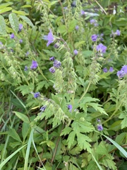 Phacelia bipinnatifida