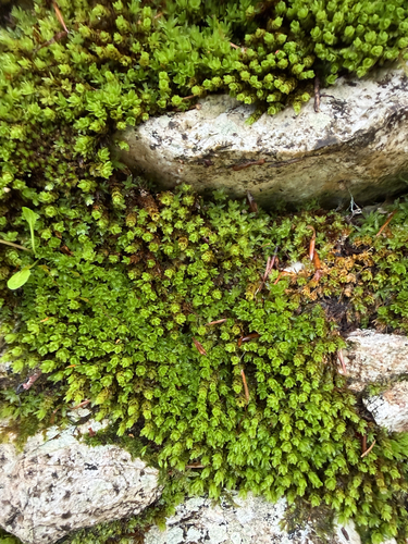 Spiral Extinguisher-moss